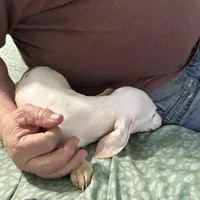 Eight ball, a male Miniature Dachshund for sale in Barnwell, SC – Photo 4 of 6