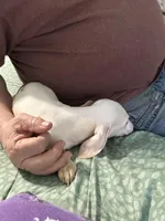 Eight ball, a male Miniature Dachshund for sale in Barnwell, SC – Photo 4 of 6