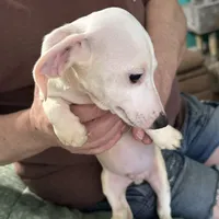 Eight ball, a male Miniature Dachshund for sale in Barnwell, SC – Photo 2 of 6