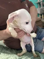Eight ball, a male Miniature Dachshund for sale in Barnwell, SC – Photo 2 of 6