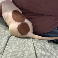 Eight ball, a male Miniature Dachshund for sale in Barnwell, SC – Photo 6 of 6