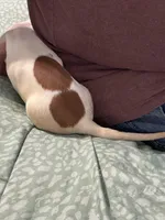 Eight ball, a male Miniature Dachshund for sale in Barnwell, SC – Photo 6 of 6