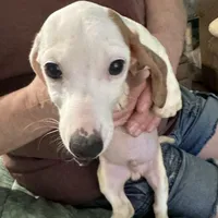 Eight ball, a male Miniature Dachshund for sale in Barnwell, SC – Photo 5 of 6