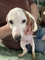 Eight ball, a male Miniature Dachshund for sale in Barnwell, SC – Photo 5 of 6