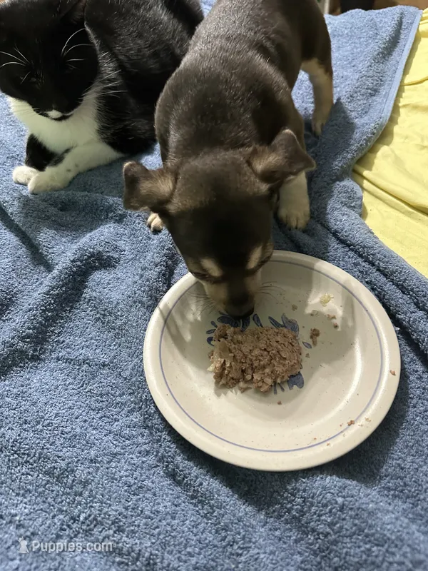 Jett – Chihuahua puppy for sale in Barnwell, SC