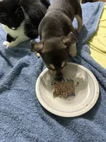 Jett, a male Chihuahua for sale in Barnwell, SC – 1 of 4