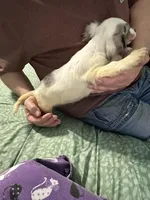 Dapple Annie, a female Miniature Dachshund for sale in Barnwell, SC – Photo 6 of 6