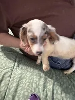 Dapple Annie, a female Miniature Dachshund for sale in Barnwell, SC – Photo 3 of 6