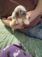 Dapple Annie, a female Miniature Dachshund for sale in Barnwell, SC – Photo 1 of 6