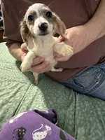 Dapple Annie, a female Miniature Dachshund for sale in Barnwell, SC – Photo 4 of 6