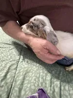 Dapple Annie, a female Miniature Dachshund for sale in Barnwell, SC – Photo 5 of 6