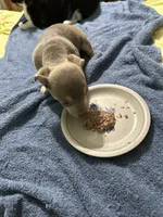 Silver, a male Chihuahua for sale in Barnwell, SC – 4 of 4
