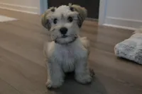 Teddy, a male Miniature Schnauzer for sale in Thousand Oaks, CA – 4 of 4