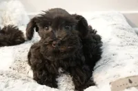 Malibu , a female Miniature Schnauzer for sale in Thousand Oaks, CA – 2 of 3