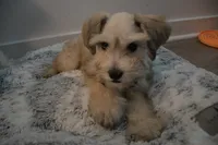 Teddy, a male Miniature Schnauzer for sale in Thousand Oaks, CA – 3 of 4