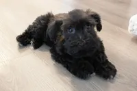 Malibu , a female Miniature Schnauzer for sale in Thousand Oaks, CA – 3 of 3
