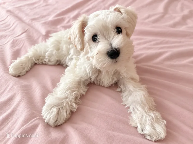 Gigi – Miniature Schnauzer puppy for sale in Thousand Oaks, CA