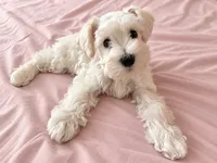 Gigi, a female Miniature Schnauzer for sale in Thousand Oaks, CA – 1 of 1