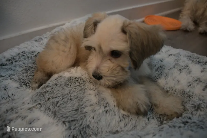 Teddy – Miniature Schnauzer puppy for sale in Thousand Oaks, CA