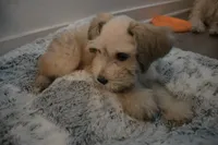 Teddy, a male Miniature Schnauzer for sale in Thousand Oaks, CA – 1 of 4