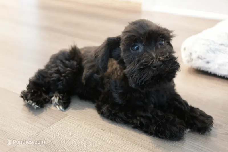 Malibu  – Miniature Schnauzer puppy for sale in Thousand Oaks, CA