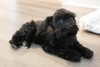 Malibu , a female Miniature Schnauzer for sale in Thousand Oaks, CA – 1 of 3