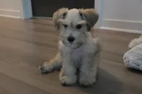 Teddy, a male Miniature Schnauzer for sale in Thousand Oaks, CA – 2 of 4