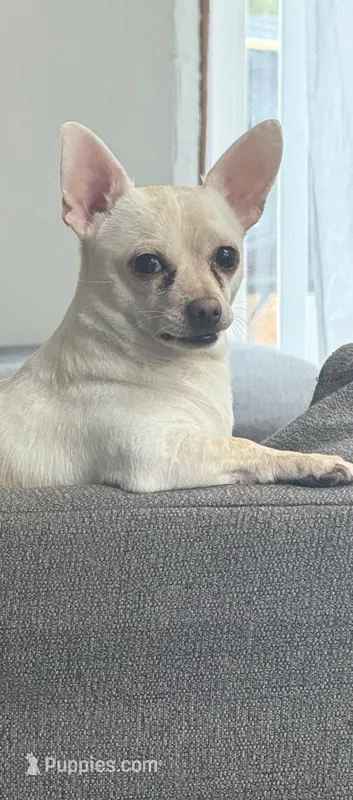 George – Chihuahua puppy for sale in Poplar Grove, IL