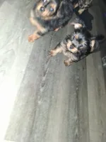 Puppy 5 , a female Yorkshire Terrier for sale in Grove City, OH – 2 of 2