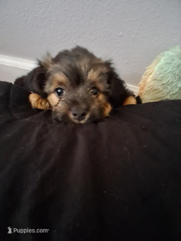 Puppy 1 – Yorkshire Terrier puppy for sale in Grove City, OH