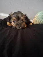 Puppy 1, a female Yorkshire Terrier for sale in Grove City, OH – 1 of 2