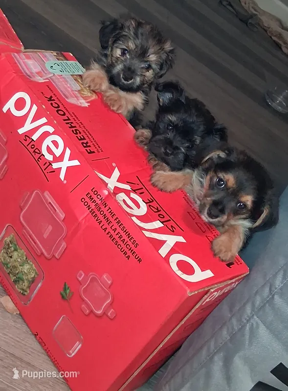 Puppy 5  – Yorkshire Terrier puppy for sale in Grove City, OH
