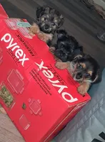 Puppy 5 , a female Yorkshire Terrier for sale in Grove City, OH – 1 of 2