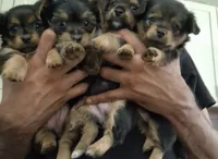 Puppy 1, a female Yorkshire Terrier for sale in Grove City, OH – 2 of 2