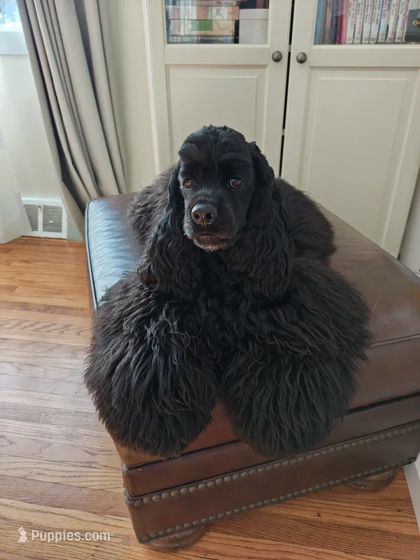 Milo – Cocker Spaniel puppy for sale in Cherry Hill Township, NJ