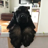 AKC Cocker with Champ line, a male Cocker Spaniel for sale in Cherry Hill Township, NJ – Photo 3 of 3