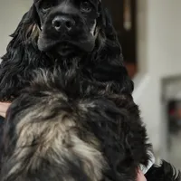 AKC Cocker with Champ line, a male Cocker Spaniel for sale in Cherry Hill Township, NJ – Photo 2 of 3