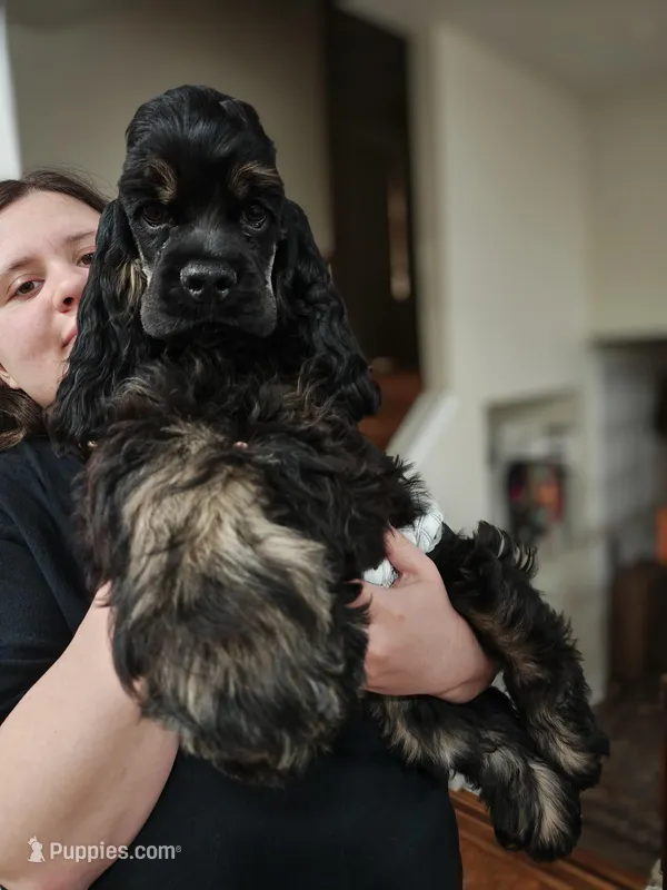 AKC Cocker with Champ line