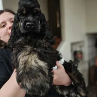 AKC Cocker with Champ line, a male Cocker Spaniel for sale in Cherry Hill Township, NJ – Photo 1 of 3