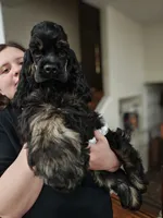 AKC Cocker with Champ line, a male Cocker Spaniel for sale in Cherry Hill Township, NJ – Photo 1 of 3