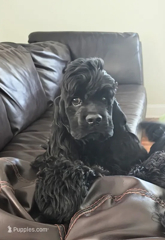 AKC Cocker with Champ line – Cocker Spaniel puppy for sale in Cherry Hill Township, NJ
