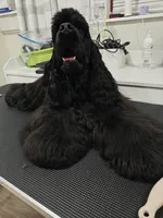 Giovanni , a male Cocker Spaniel for sale in Cherry Hill Township, NJ – 2 of 2