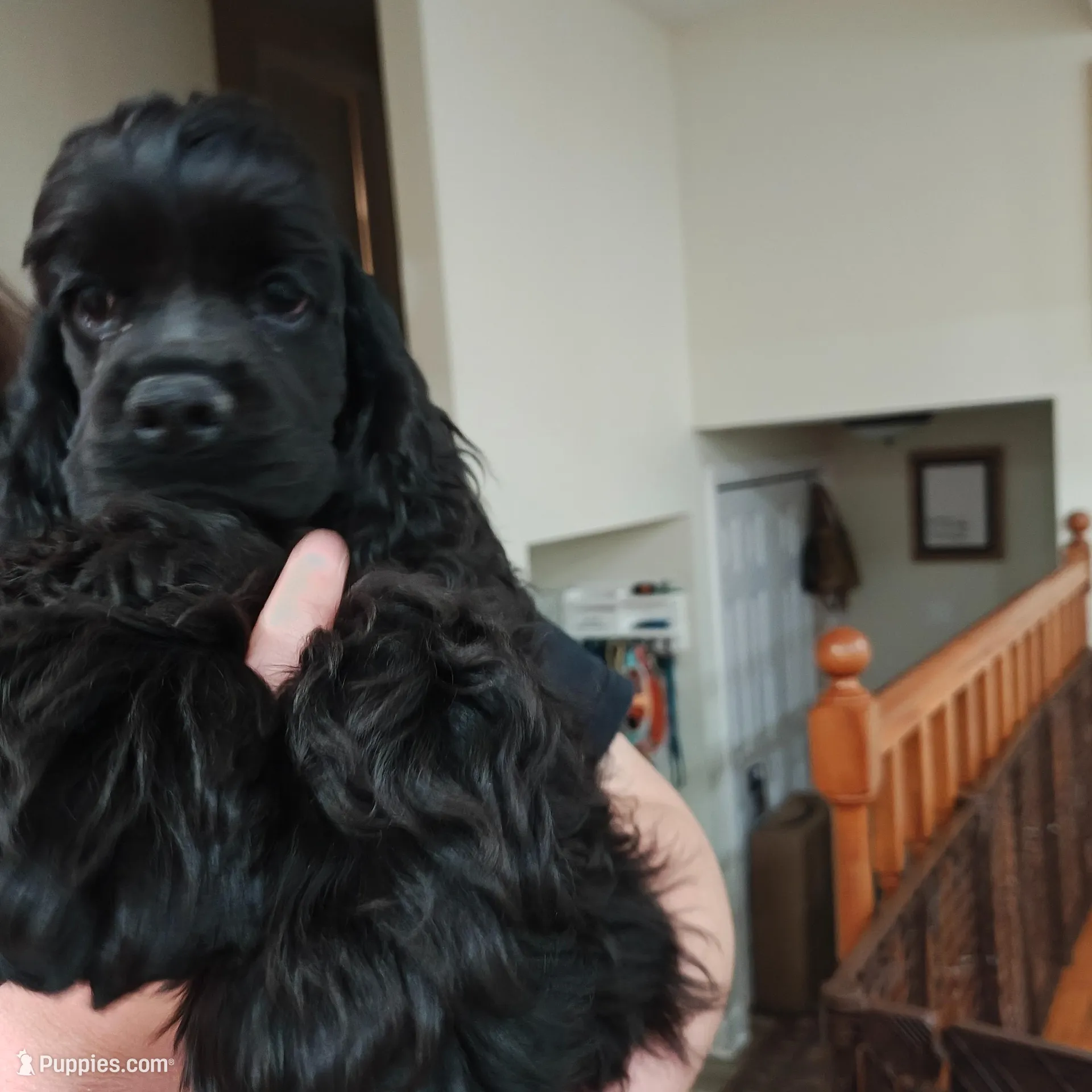 AKC Cocker with Champ line