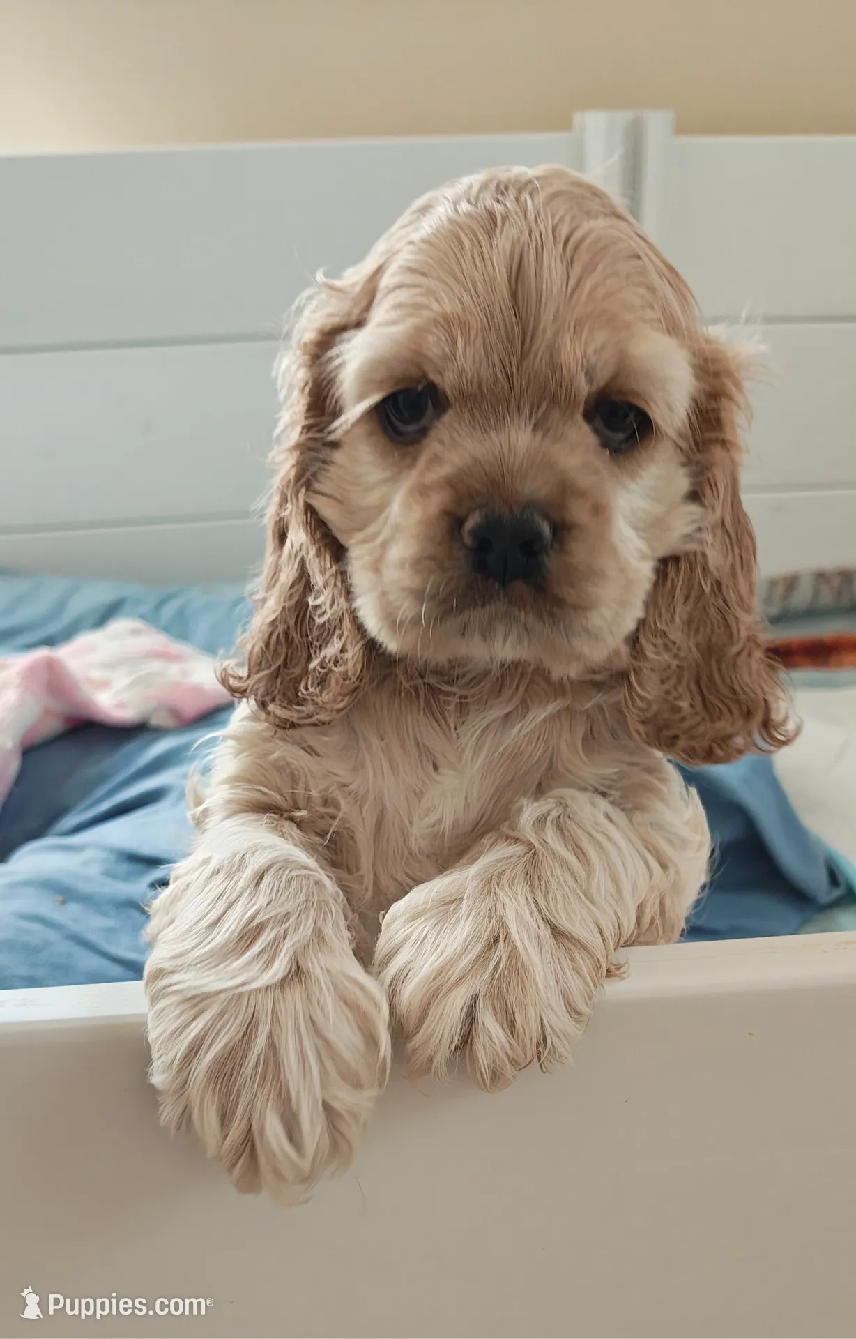 AKC Cocker with Champ line