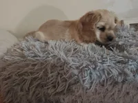 processed/1e47d7c7-297a-45d5-8467-c9c9e7cecaa3/listing/5337d7b8-1ddc-4ff2-b4b3-259340fdf02a/37749033-8312-48a4-97df-aae6d4b6819b