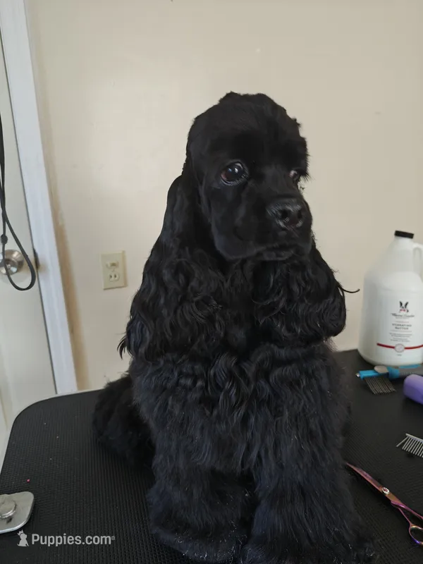 Giovanni  – Cocker Spaniel puppy for sale in Cherry Hill Township, NJ
