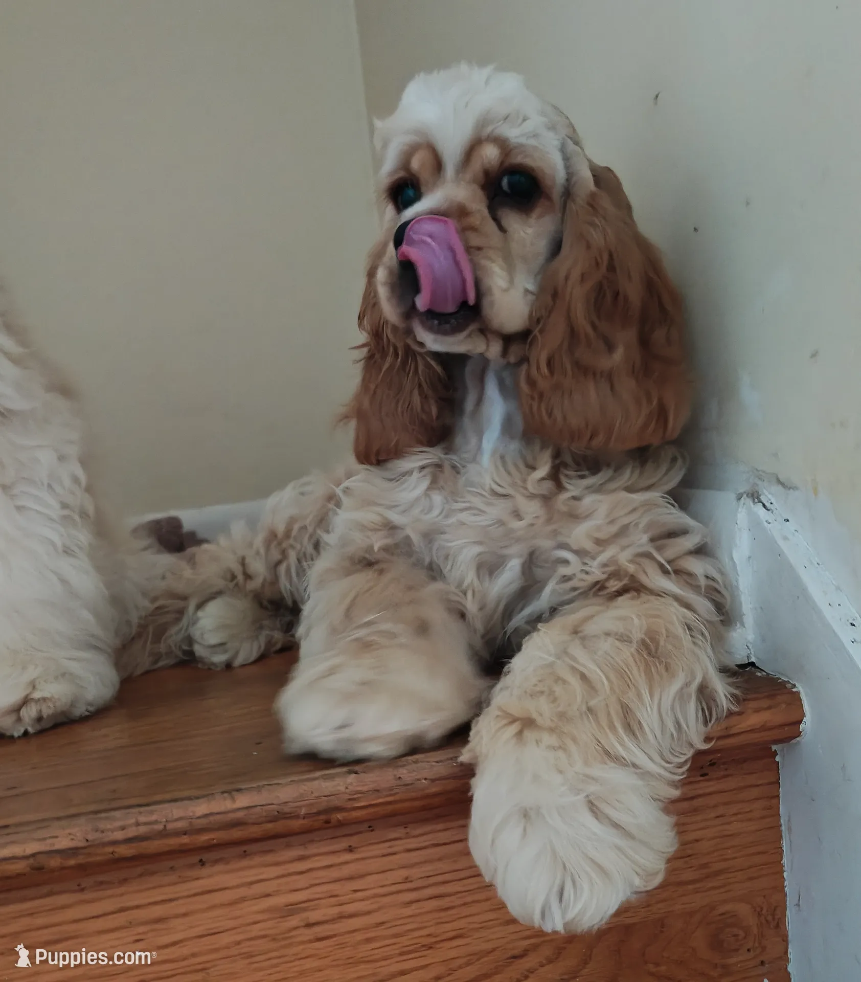 Martha AKC Champ Bloodline