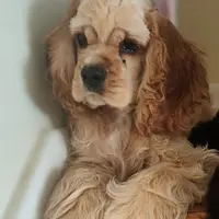 Martha AKC Champ Bloodline, a female Cocker Spaniel for sale in Cherry Hill Township, NJ – Photo 2 of 2