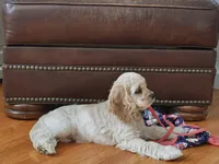 AKC Cocker with Champ line, a male Cocker Spaniel for sale in Cherry Hill Township, NJ – Photo 2 of 4