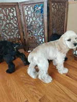 AKC Cocker with Champ line, a male Cocker Spaniel for sale in Cherry Hill Township, NJ – Photo 4 of 4